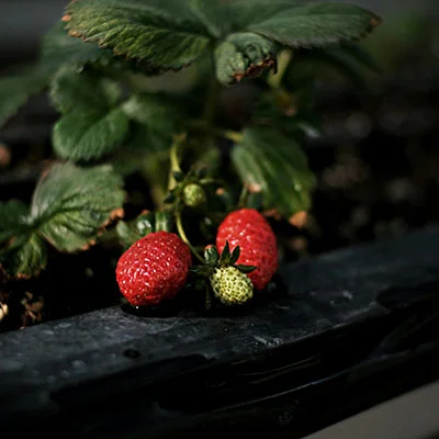 从入门到精通：Clash移动端站点的全方位安装与配置指南