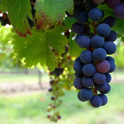 4月15日|22.5M/S，V2ray节点/Clash节点/SSR节点/Shadowrocket节点|免费订阅机场NekoBox免费梯子